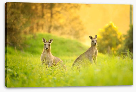 Sundown roos