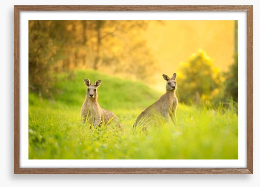 Sundown roos