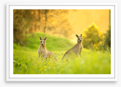 Sundown roos
