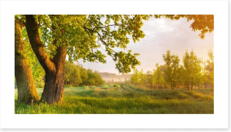 Trees