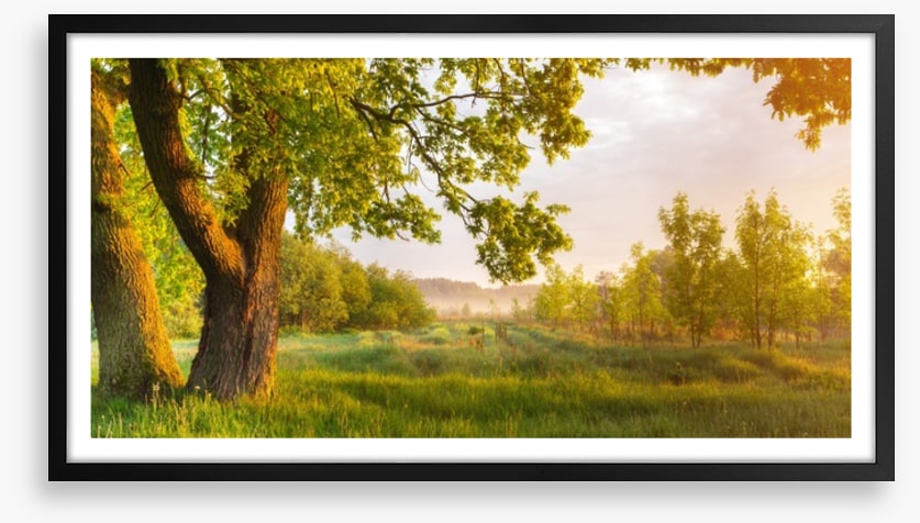 Trees