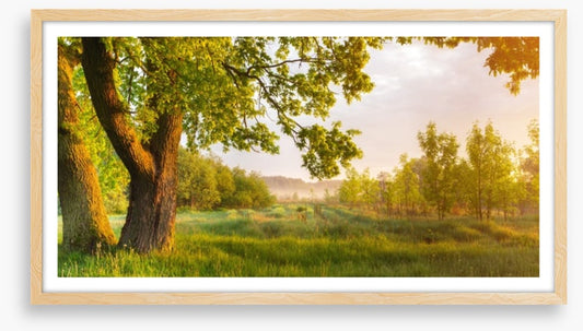 Trees