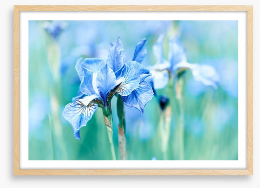 Northern blue iris