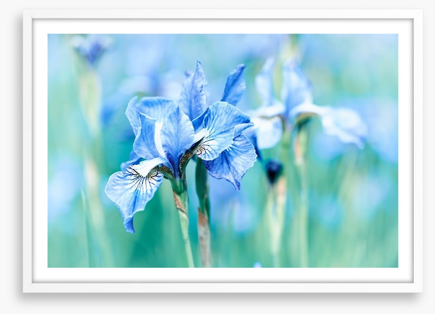 Northern blue iris