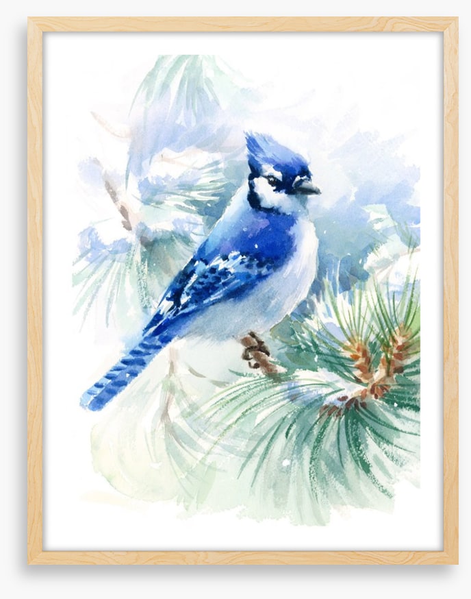 Blue jay snowfall