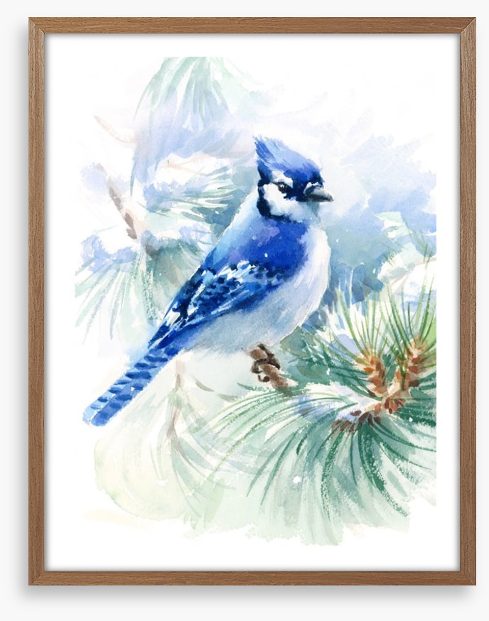 Blue jay snowfall