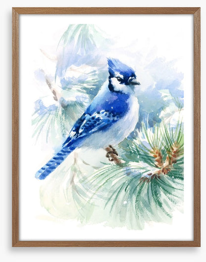 Blue jay snowfall
