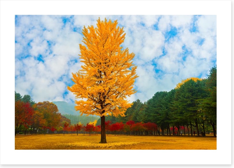 One golden ginkgo