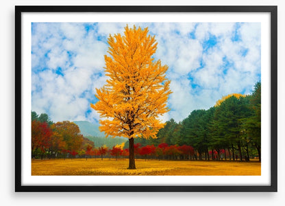 One golden ginkgo