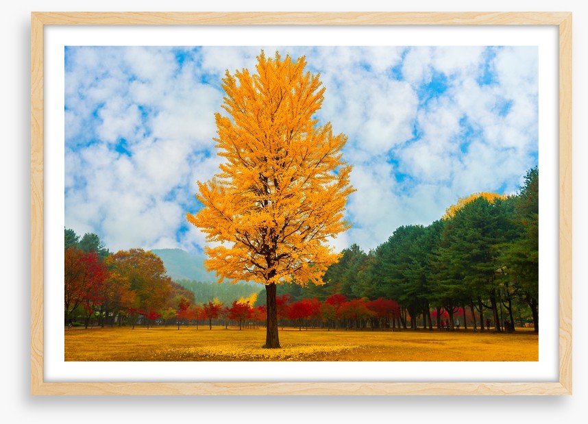 One golden ginkgo