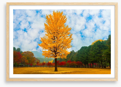 One golden ginkgo
