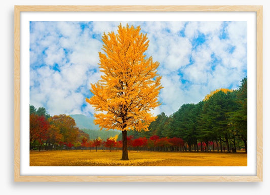 One golden ginkgo