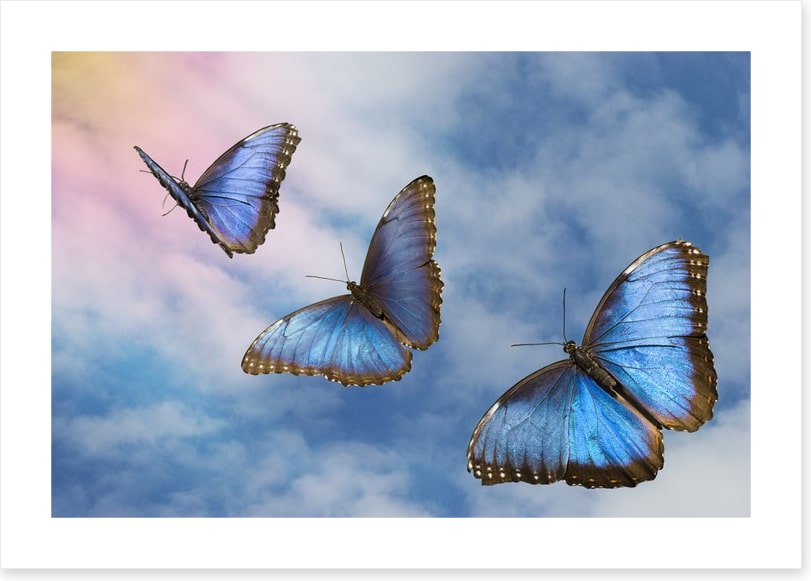 Blue butterfly sky