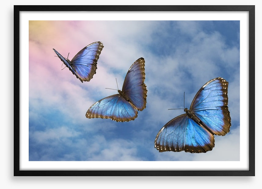 Blue butterfly sky