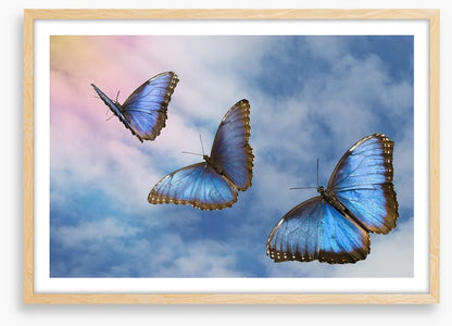 Blue butterfly sky