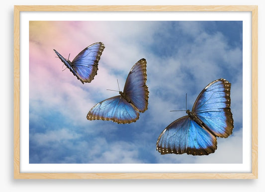 Blue butterfly sky
