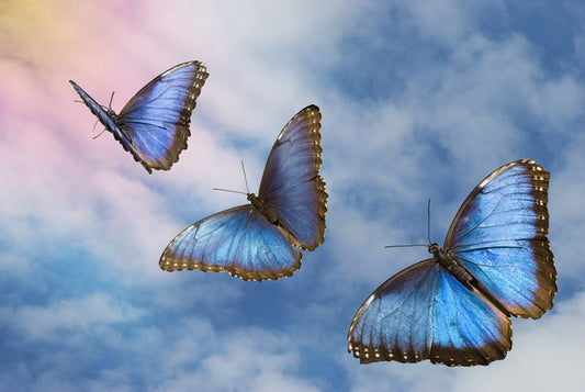 Blue butterfly sky