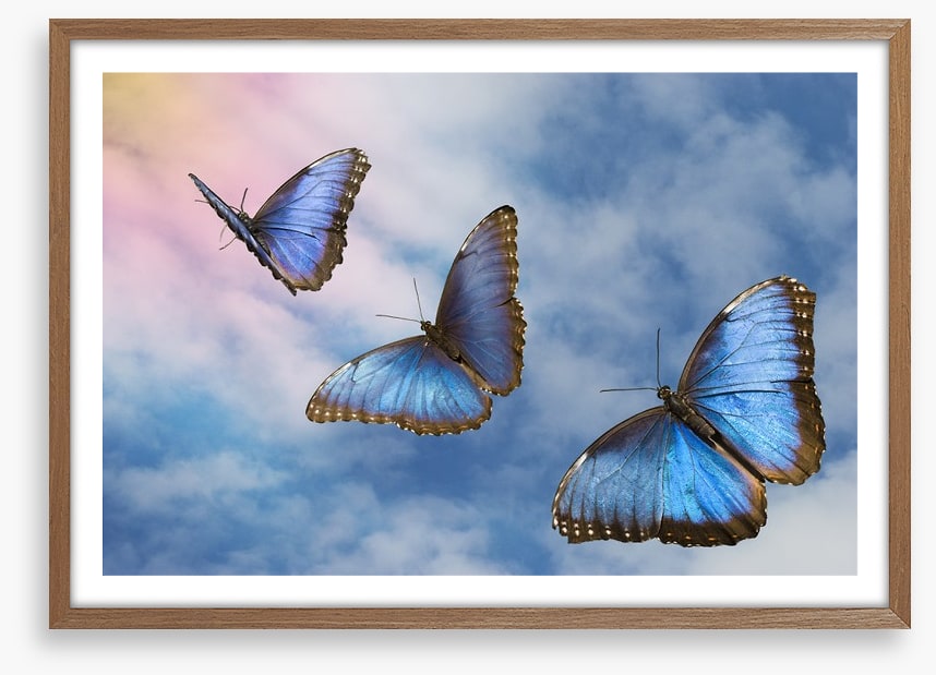 Blue butterfly sky
