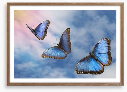 Blue butterfly sky