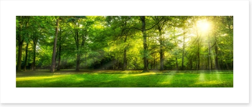 Sunburst forest panorama