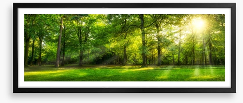 Sunburst forest panorama