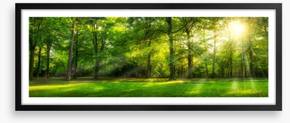 Sunburst forest panorama