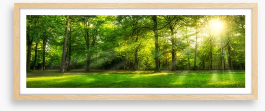Sunburst forest panorama