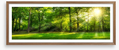 Sunburst forest panorama