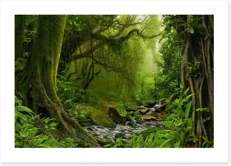 Jungle river