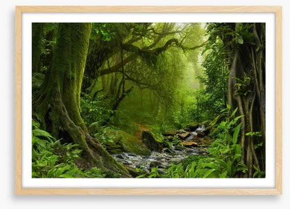 Jungle river