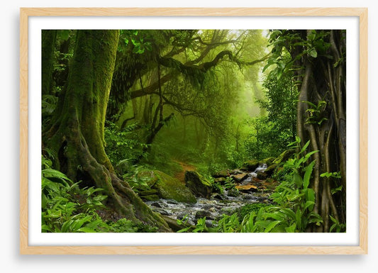 Jungle river