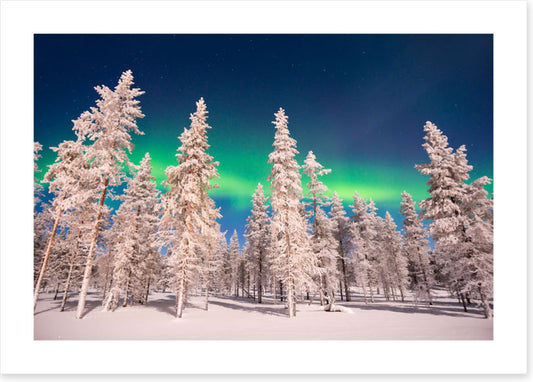 Aurora through the trees