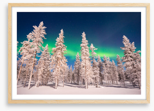 Aurora through the trees
