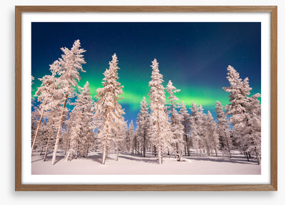 Aurora through the trees