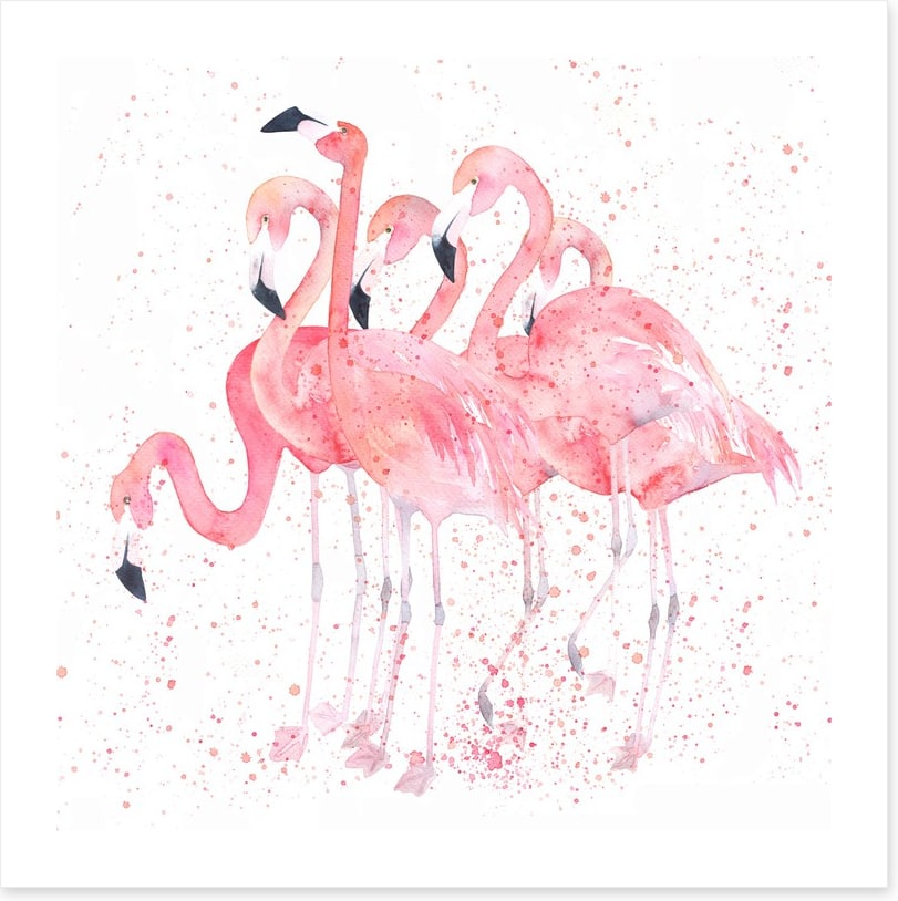 Flamingo flock