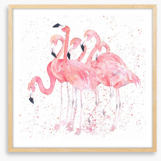 Flamingo flock