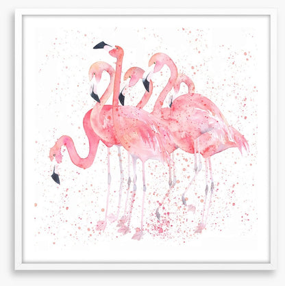 Flamingo flock