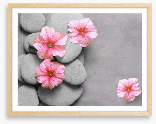 Petunia pebbles