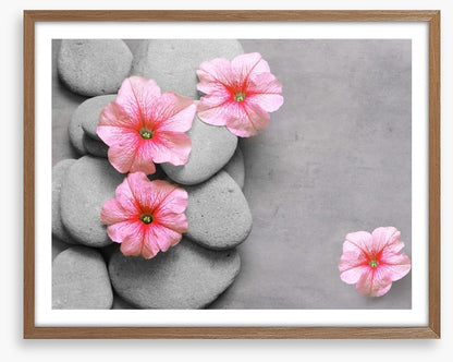 Petunia pebbles