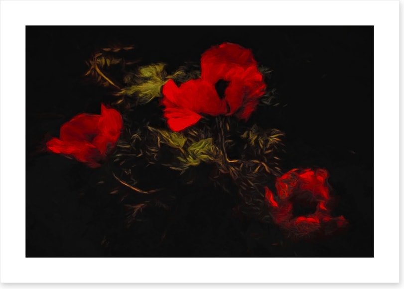 Poppies of the night