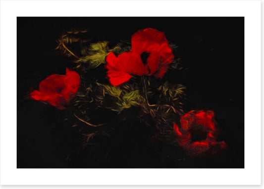 Poppies of the night