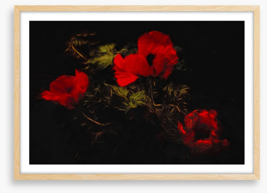 Poppies of the night