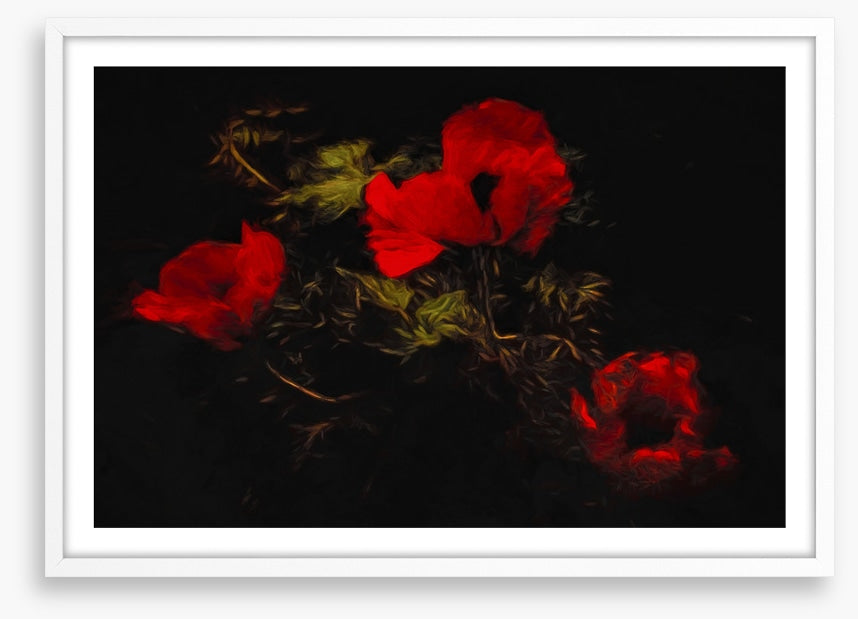 Poppies of the night