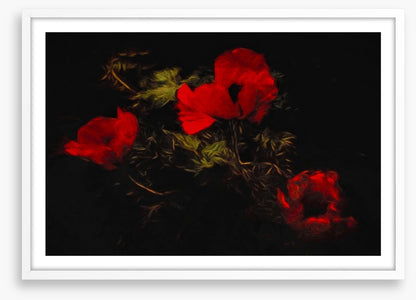 Poppies of the night