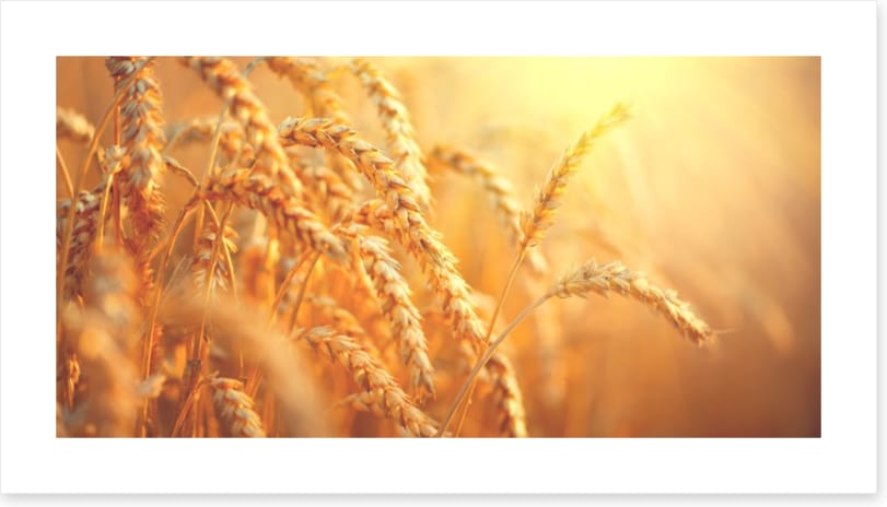Agriculture