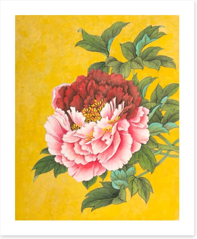 Peony on yellow