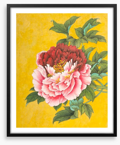 Peony on yellow