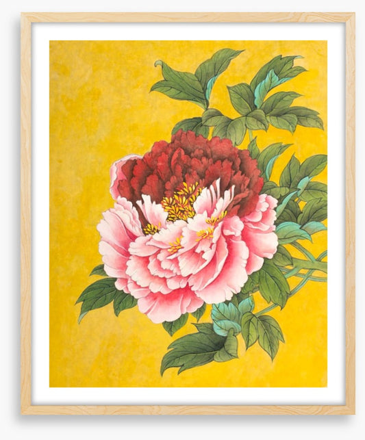 Peony on yellow