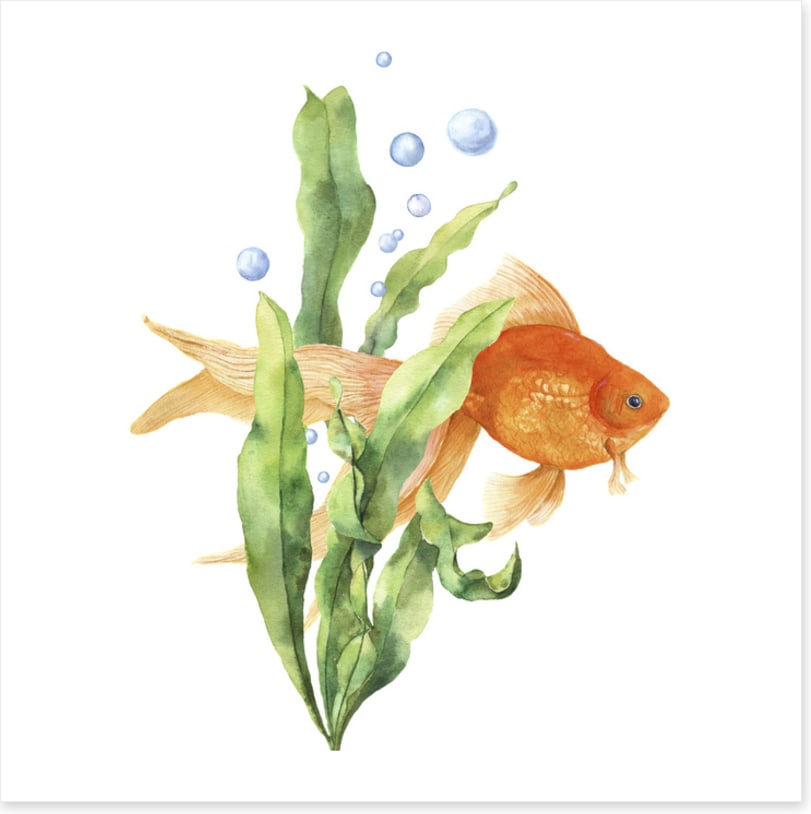 Seaweed solace