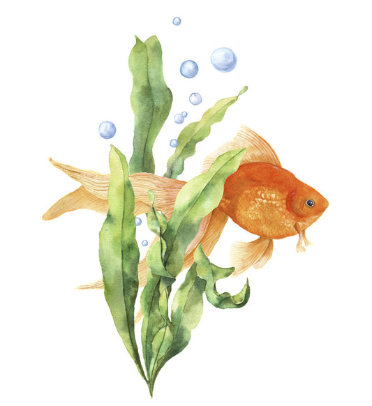 Seaweed solace
